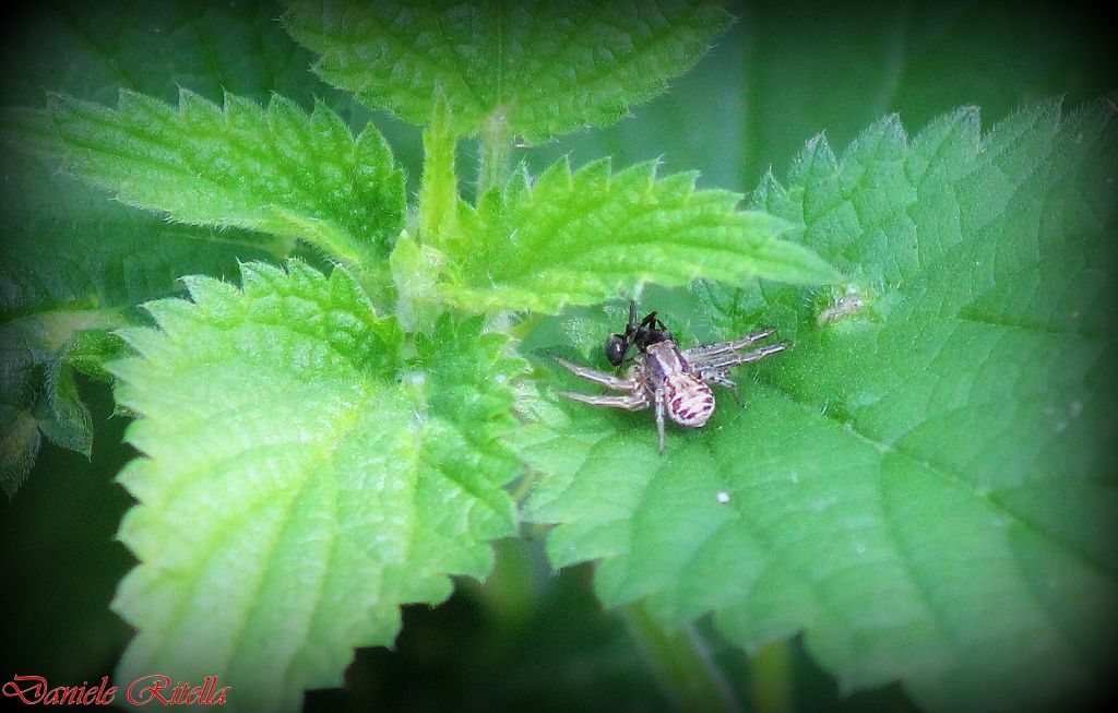Xysticus sp. - Venafro (IS)